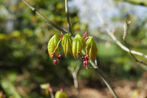 Acer palmatum Herstfeur           